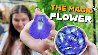 Thumbnail: How to Grow Butterfly Pea From Seed to Harvest (And Make Blue Tea!)