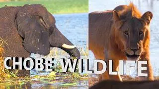 Thumbnail: Chobe National Park - Kasane Botswana