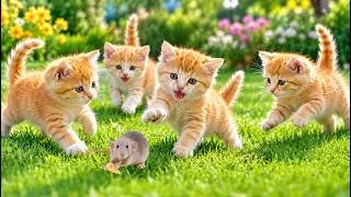 Thumbnail: 🐱🐭 Cute Kittens Chasing a Little Mouse on the Green Grass | Cute Cat Moments