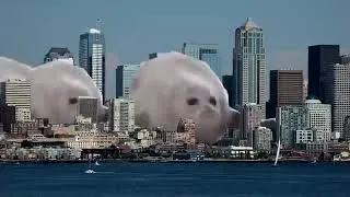 Thumbnail: Bouncing Seals