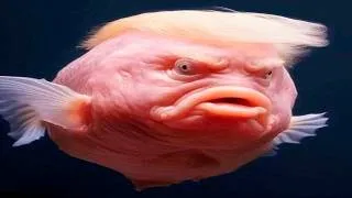Thumbnail: try not to laugh, memes from hole