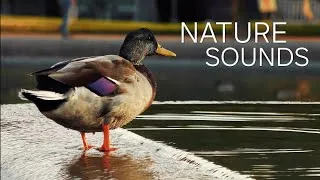 Thumbnail: Relaxing Waterfalls | Nature Sounds for Sleep, Meditation, Study, Stress Relief, Yoga 8 HOURS