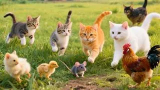 Thumbnail: Cute kittens playing chase with chickens, mice, rabbits, and dogs - Cat sounds - Cat videos