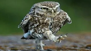 Thumbnail: Owl - A Funny Owls And Cute Owls  😱 😱 😱