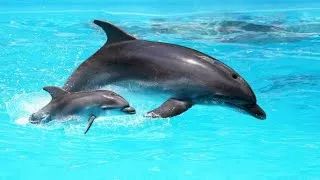 Thumbnail: AMAZING DOLPHINS 🐬 🐬 🐬 - FUNNY DOLPHIN COMPILATION