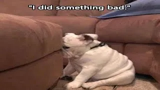 Thumbnail: Best Of Funny Guilty Dog 🐶🐶🐶 Video Compilation