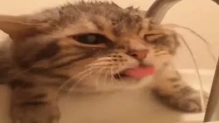 Thumbnail: Funny Cats in Water Compilation 🐱 Cats Hate Falling in Water