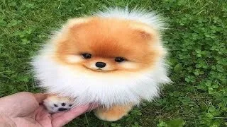 Thumbnail: Jealous Dogs Want Attention 🐶 💓 🐩 FUN DOGS COMPILATION