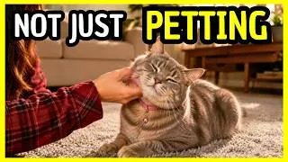 Thumbnail: Your Cat Doesn’t Experience Petting the Way You Think