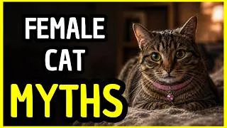 Thumbnail: 7 Ridiculous Female Cat Myths You Might Still Believe — And 1 Fact That Could Save Her Life