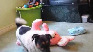 Thumbnail: Ella loves her pink bunny