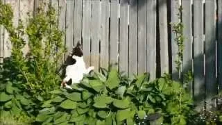 Thumbnail: Ella barking