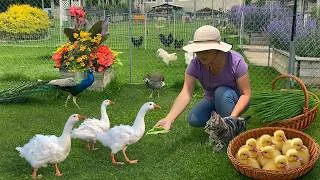 Thumbnail: Finding Peace & Beauty in My Organic Sanctuary 🌸 Blooming Gardens, Animal Family & Slow Country Life