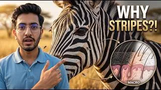 Thumbnail: The REAL Reason Zebras Have Stripes — It’s Not What You Think!