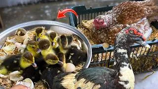 Thumbnail: Old Aseel Hen harvested Many Muscovy Duck Eggs - Duckling hatching
