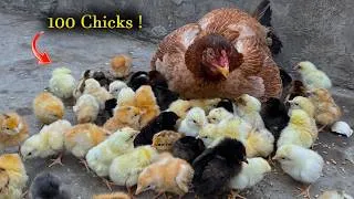 Thumbnail: 100 Chicks Under one Hen? - Young broody hen Harvested 100 Eggs