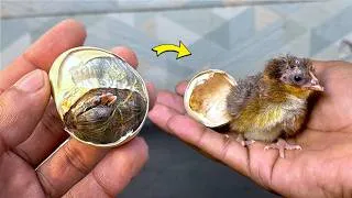 Thumbnail: Emergency Chick Rescue: Helping a Baby Hatch