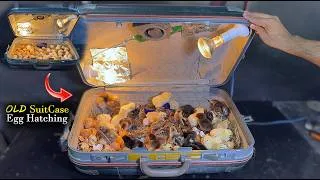 Thumbnail: Hatching Chicks in an Old Suitcase! 🐣 Amazing DIY Incubator