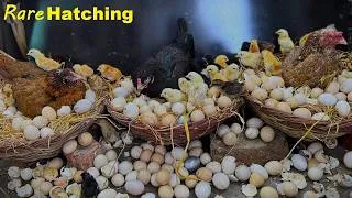 Thumbnail: 3 Indian Aseel hens Harvesting Too Many Eggs to Chicks Together
