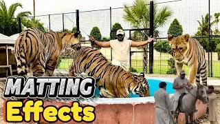 Thumbnail: Tycoon and Simba aggressive due to mating🫢1st day riding 🤔(mian saqib)