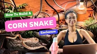 Thumbnail: How To Build A: Corn Snake Enclosure | EVERYTHING YOU NEED