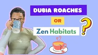 Thumbnail: DUBIA ROACHES VS ZEN HABITATS 4x2x4 ENCLOSURES | WHICH IS BEST?