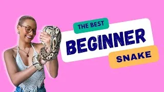Thumbnail: These Are The BEST Beginner Snakes | Welcome To My Channel!