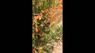 Thumbnail: "Firecracker" Grevillea.