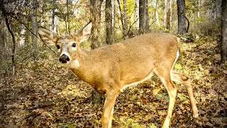 Thumbnail: Trail Cameras Capture the Forest's Pace of Life in Virginia (1 Hour)
