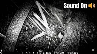 Thumbnail: If a Tree Falls in the Woods...It Makes a Sound