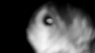 Thumbnail: This Bear Didn't Like Being Filmed