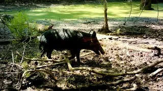 Thumbnail: 4K Wild Hog Trail Camera Footage (Reconyx HyperFire 4k Pro)