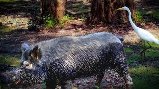 Thumbnail: When the Swamp Dries Up — Alabama Trail Cam Videos