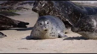 Thumbnail: Baby Seals Being Cute for 10 hours