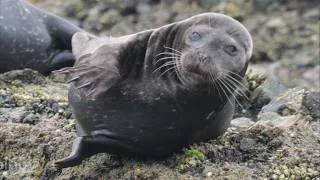 Thumbnail: Cute Seals Being Silly