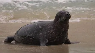 Thumbnail: Seals Being Cute for Over 10 Minutes
