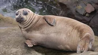 Thumbnail: 1 Hour of Seals Bouncing and Sleeping