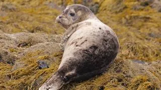 Thumbnail: 1 Hour of Seals Being Cute