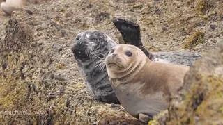 Thumbnail: Sleepy and Cute Seals | Relaxing Waves Seal TV