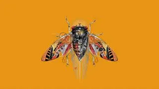 Thumbnail: CICADA WEB HEADER ANIMATION