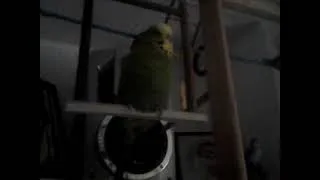 Thumbnail: Joey talking on his play swing stand (Died