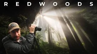 Thumbnail: I Waited Years for Light Like This in the Redwoods: Landscape Photography