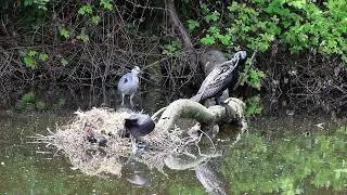 Thumbnail: Vredestak in het Rijswijkse Bos en de Elsenlaan