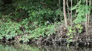 Thumbnail: Common Kingfisher in city park Rijswijk