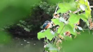 Thumbnail: IJsvogel close up in het Rijswijkse Bos
