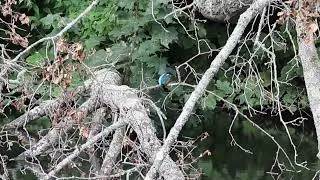 Thumbnail: ijsvogel bij de Naald in Rijswijk - Rijswijkse Bos