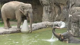 Thumbnail: Elephant Bath Time & Playful Baby Elephant Bottle Feeding