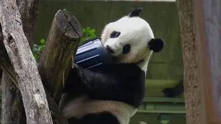Thumbnail: Giant Panda Playtime — Tumbling, Climbing & Adorable Antics