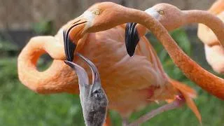 Thumbnail: Flamingo Family Life — Feeding Babies, Bath Time & Unexpected Aggression