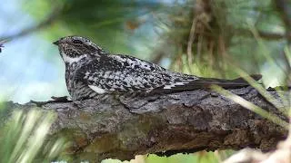 Thumbnail: 16 Bird Species — Beautiful & Unexpected Moments at Circle B